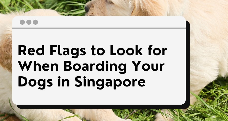 dog boarding singapore