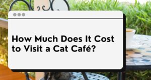 cat cafe