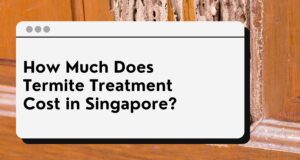 termite cost