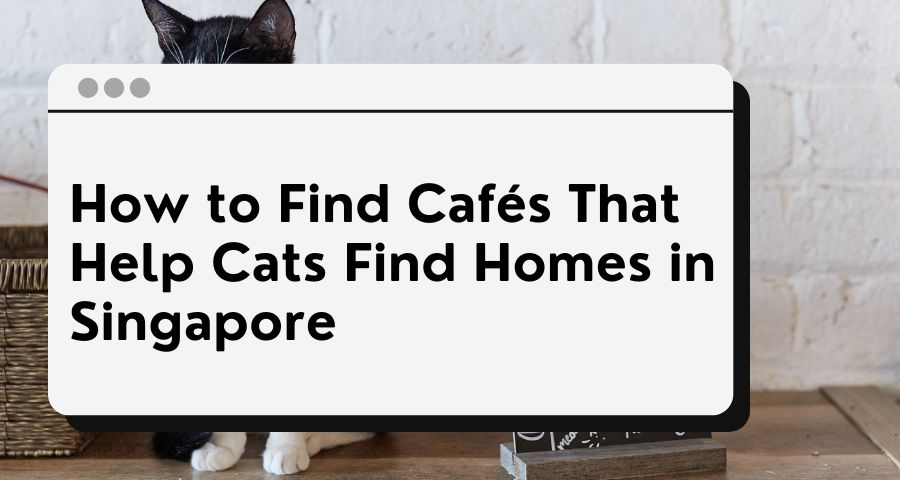 How to Find Cafés That Help Cats Find Homes in Singapore - The Singaporean